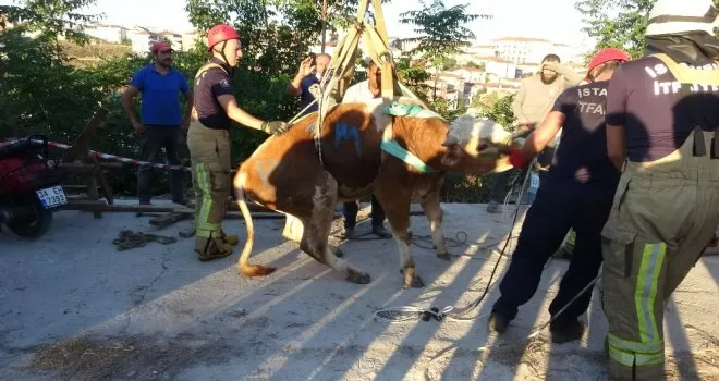 Üsküdar’da boğa kurtarma operasyonu

