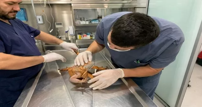 Üsküdar’da bulunan iguana belediyenin neşe kaynağı oldu
