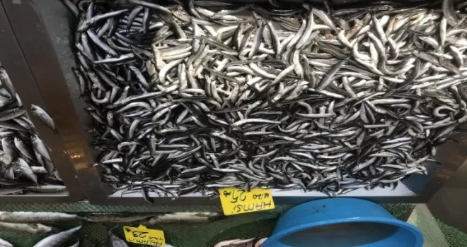 Vatandaşlar hamsi yerine Karadeniz Somonu’na yöneldi
