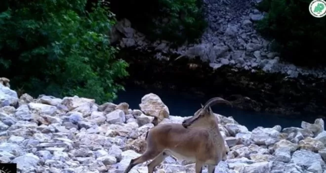 Yaban hayatından görüntüler fotokapana yansıdı

