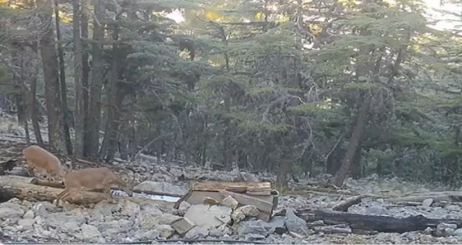 Yaban hayvanlarının su ihtiyacı yalaklarla gideriliyor
