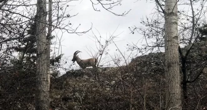 Yaban keçileri köylere kadar indi
