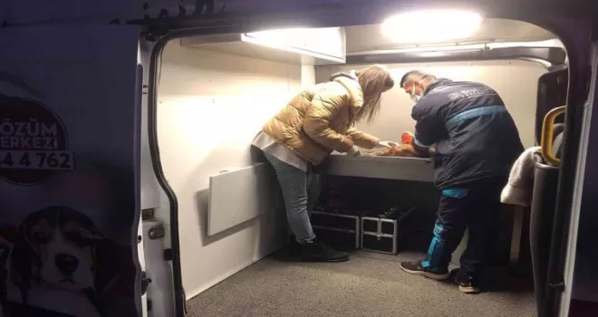 Yaralı kediye Sincan Belediyesinden yardım eli uzandı
