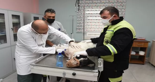 Yaralı köpeğe sevgi dolu bakım
