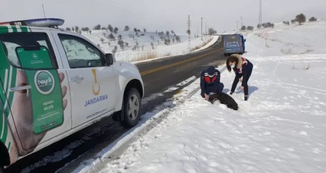 Yaralı köpeğin yardımına jandarma ekipleri yetişti

