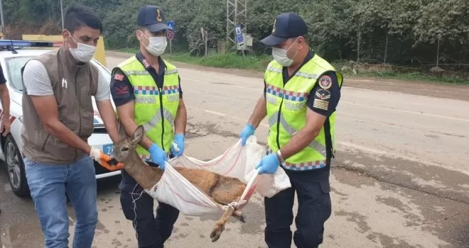 Yaralı olarak bulunan yavru karaca korumaya alındı
