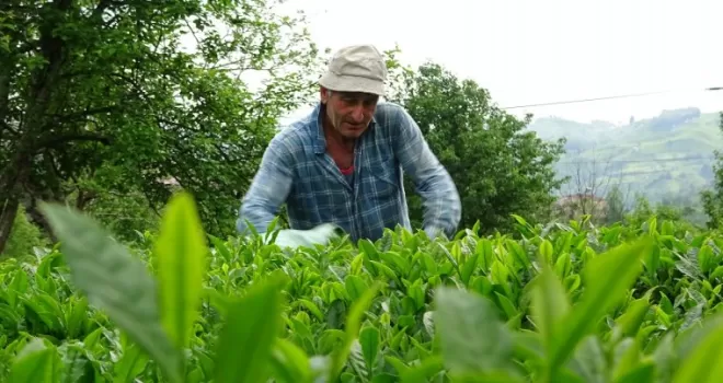 Yaş çay sezonu açıldı