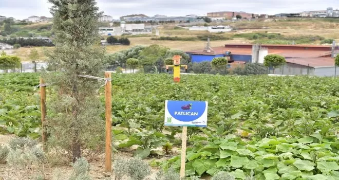Yaşam Bahçesi bin 556 ailenin sofrasına umut oldu
