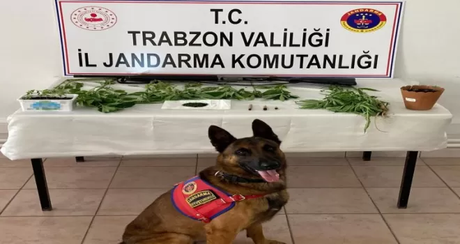 Yaşlı adam evini kenevir bahçesine çevirdi!