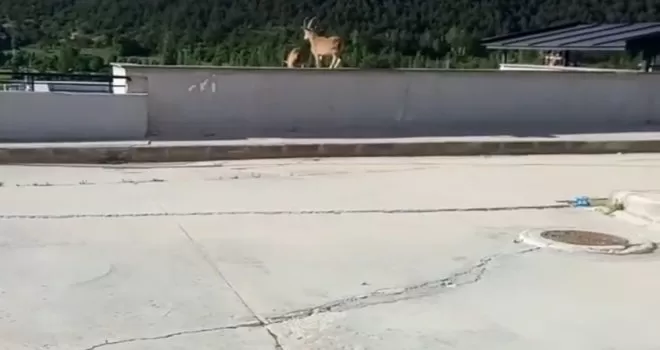 Yavru yaban keçileri hastane bahçesine indi
