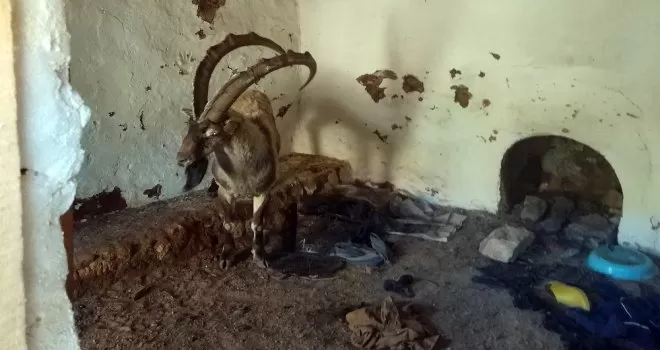 Yayla evinde mahsur kalan yaban keçisini kurtardılar
