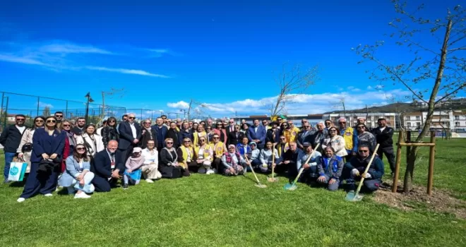 Yetişkin ağaçlar toprakla buluştu