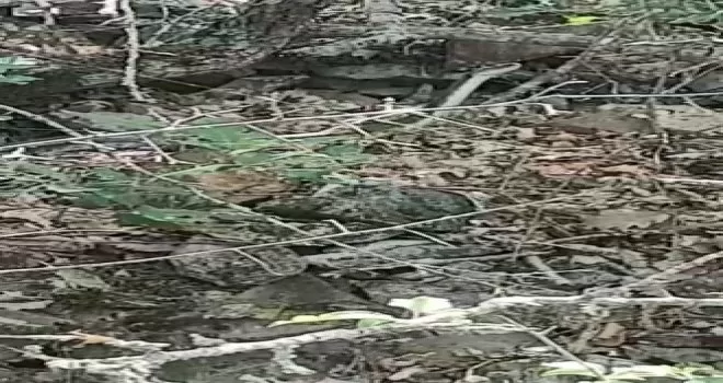 Yılanlar bu kez kendini Doğu Karadeniz’de gösterdi
