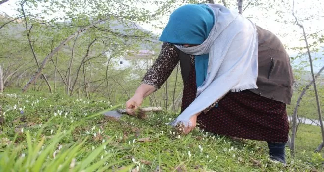 Yılda 2 ay yetişiyor, tezgahları ve sofraları süslüyor
