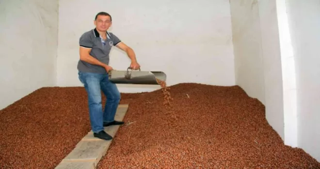 Yılın son gününde fındık fiyatı 30 TL
