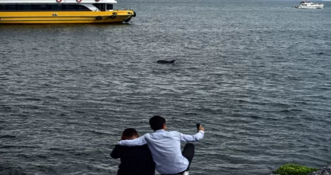 Yunuslar müsilaja rağmen boğaza akın etti

