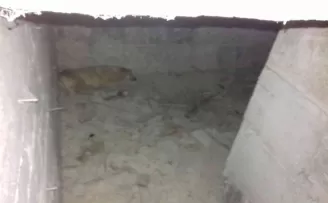 Ankara’da su kuyusuna düşen köpek kurtarıldı
