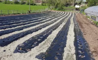 Bölgede organik çilek üretimi yaygınlaşıyor
