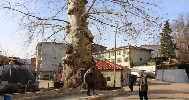 5 asırlık çınar ağacı mahallenin sembolü haline geldi
