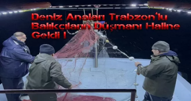 Deniz Anaları Trabzonlu Balıkçıların Düşmanı Haline Geldi!