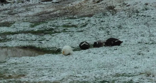 Kartal Aydos’ta kar yağışı başladı, tadını ördekler çıkardı
